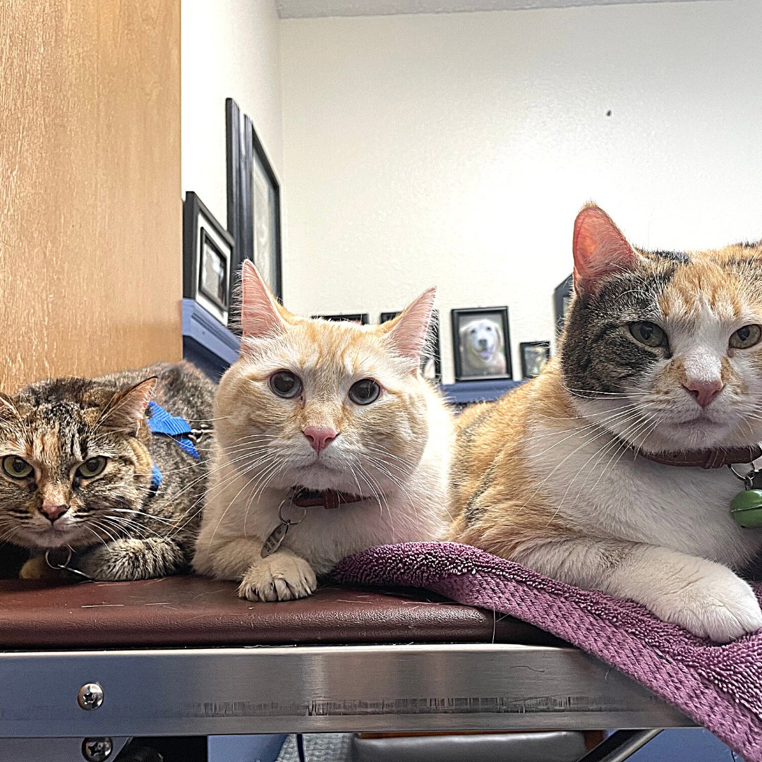 BothellPetHosp's tweet image. Look who stopped in for a pre-holiday wellness visit. Ophelia, Oliver, and Ozette are now all up-to-date on their vaccines. We promise you, they were happy to see us! #bothellpet #cats #catsofbothell #bothell #meow #vaccine #pethealth #veterinarian #vettechs #weloveourclients