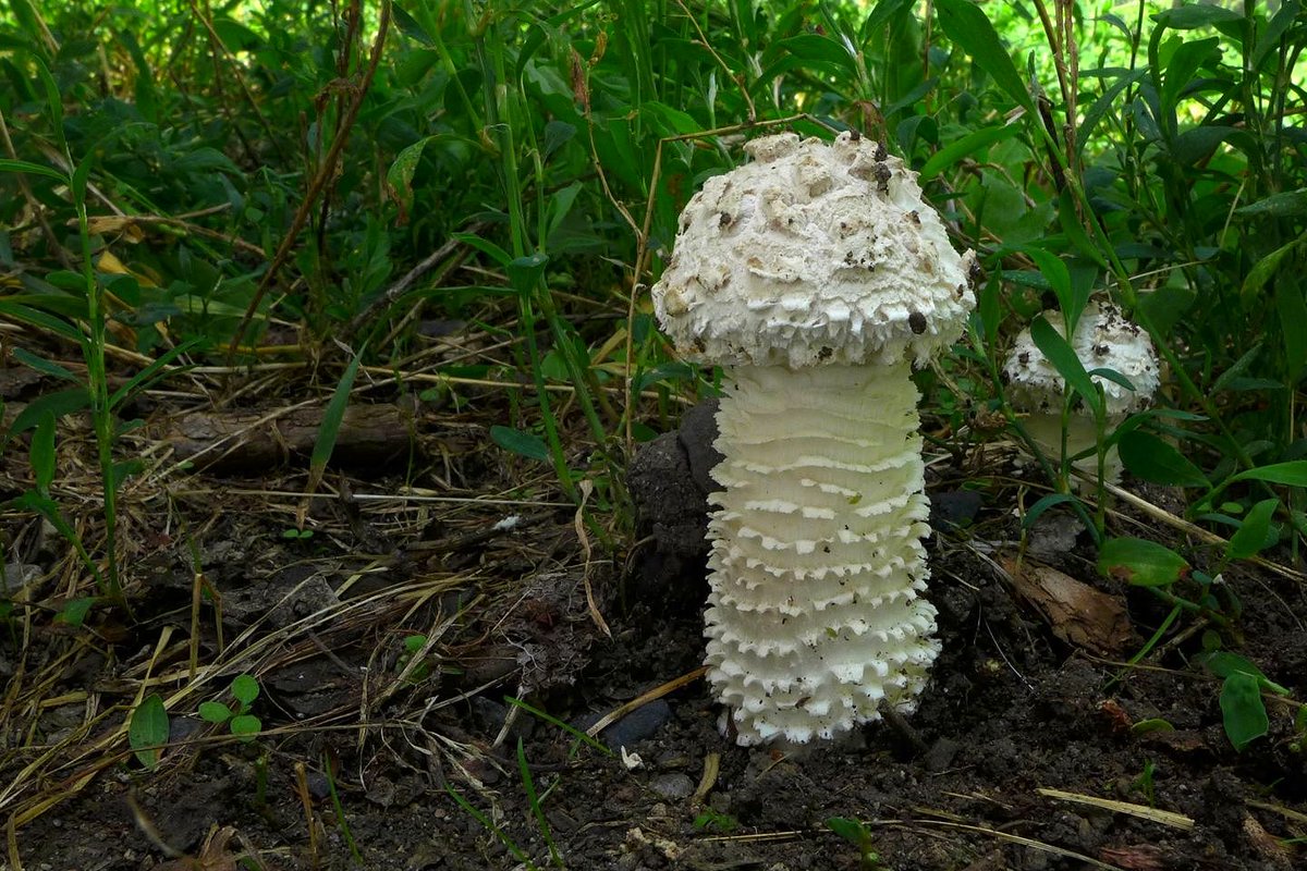 PSzKolovrat's tweet photo. Muchomůrka Vittadiniho (Amanita vittadinii) - uvedená v Červeném seznamu v kategorii CR (kriticky ohrožený druh) a vyhlášce MŽP č.395/1992 Sb. (kriticky ohrožený druh) ... 😀😀🍄🍄 #houbyjsouradost https://t.co/qLLeD4rIcZ