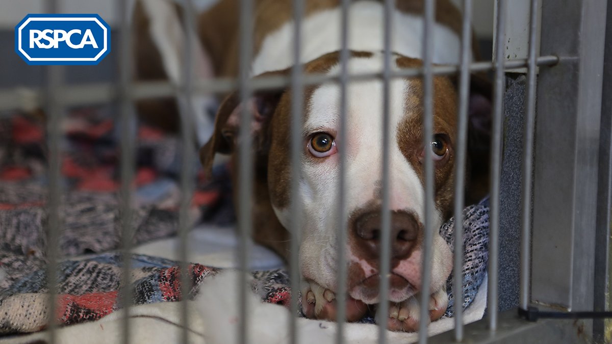Why Do They Quarantine Dogs For 10 Days