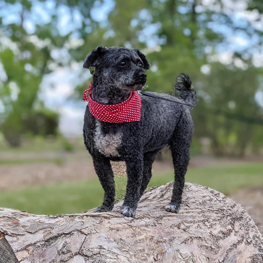 BaileyAndTheLa1's tweet photo. Time to get back to adventuring! So many trees to pee on, so little time! 😂😂😂
-
#dogs #dogsoftwitter #dogsofyxe #saskdogs #adventure #toughlife #shaggymonster #littlelambontheprairie https://t.co/aVLXXqwJAg