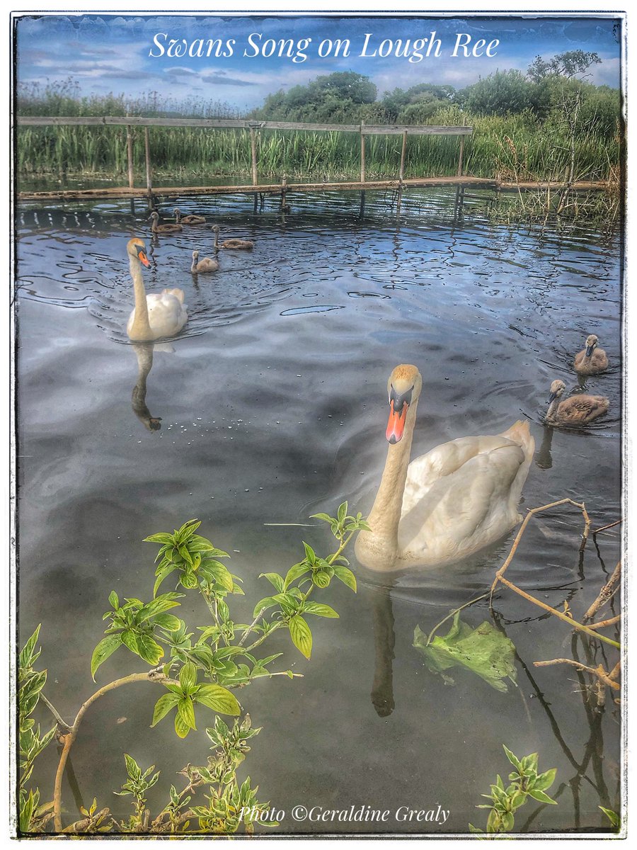 Serene Swans by the shore of ⁦@loughree⁩ at Lough Ree Camping site at Glasson ⁦@discoverirl⁩ ⁦@LoughreeHub⁩ ⁦@TourismIreland⁩ #visitireland #irelandshiddenheartlands