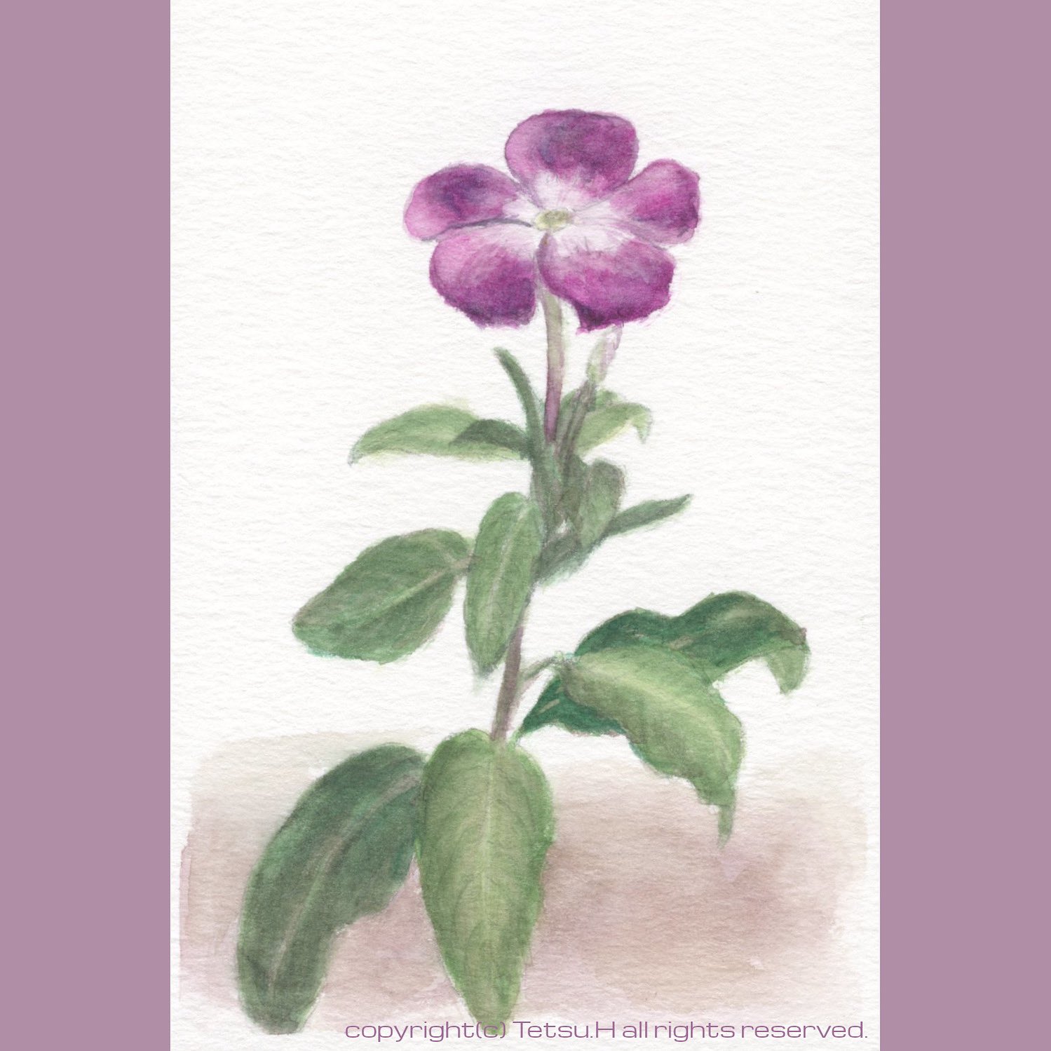 Tetsu Hirai ひとまず様子見 ニチニチソウ２８ 21年作 植物画 透明水彩 スケッチ 日日草 ニチニチソウ Botanicalillustrations Sketch Watercolor Periwinkle T Co Mp4yod0aix Twitter