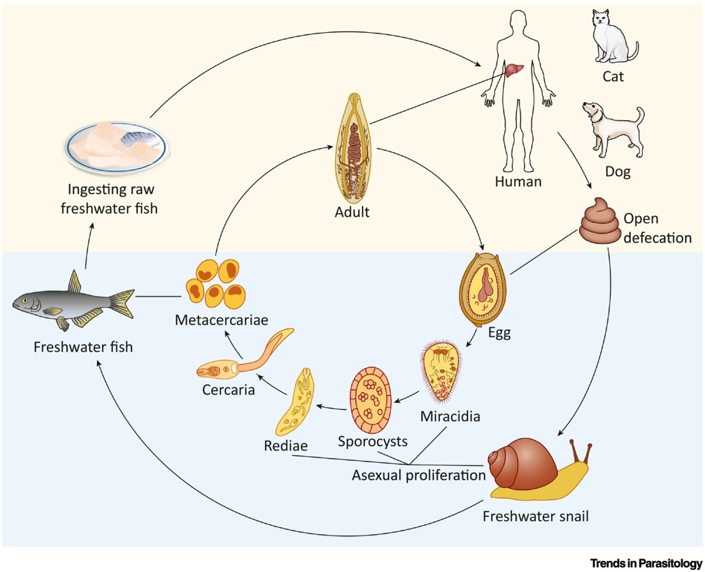 Parasite Control - Liver Fluke, The Facts, image size:1008x818