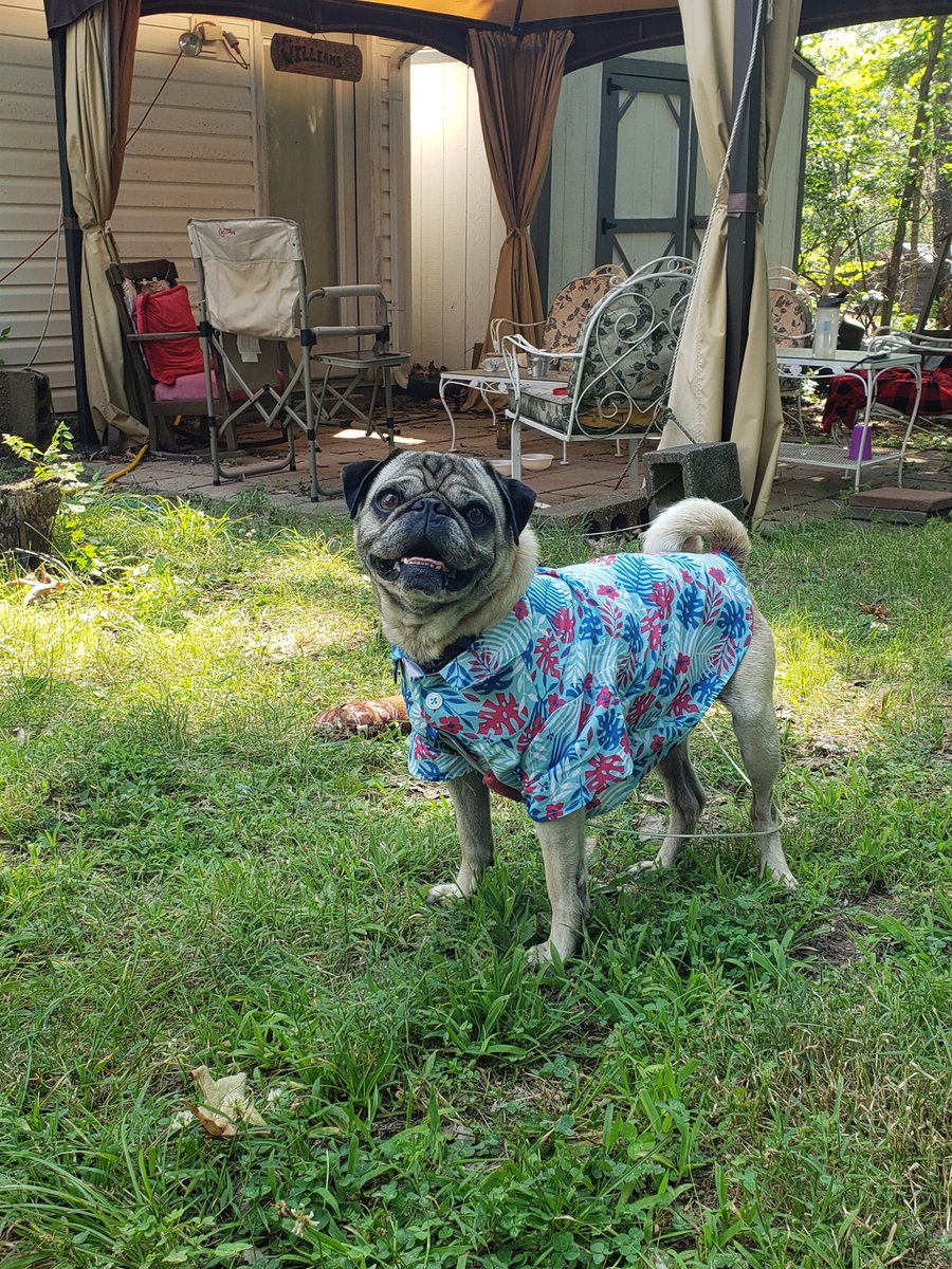 MissouriMarc's tweet photo. My dog is enjoying summer! https://t.co/prqKSkirux