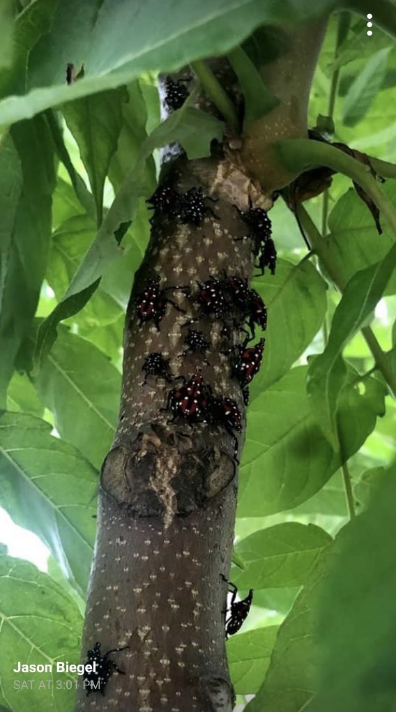 Here are some pictures of the mid stages of a #spottedlanternfly near our area.  Hopefully we can eradicate them! #JerseyCity #stoptheinvasion #invasivespecies