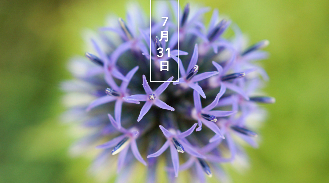 暦生活 こよみせいかつ ルリタマアザミ 瑠璃玉薊 花の日めくり 花言葉 豊かな感性 キク科エキノプス属の多年草で 地中沿岸 アジアに広く分布 初夏に 薄紫や青色のまん丸の花をポンポンとつけます 属名のエキノプスはギリシャ語で ハリネズミ