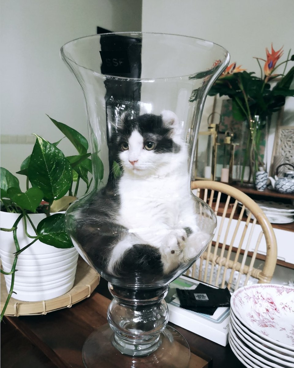 BihunnSupGurl's tweet photo. Morning Furr ♥️ @catsofinstagram https://t.co/XX69Z4FaEZ