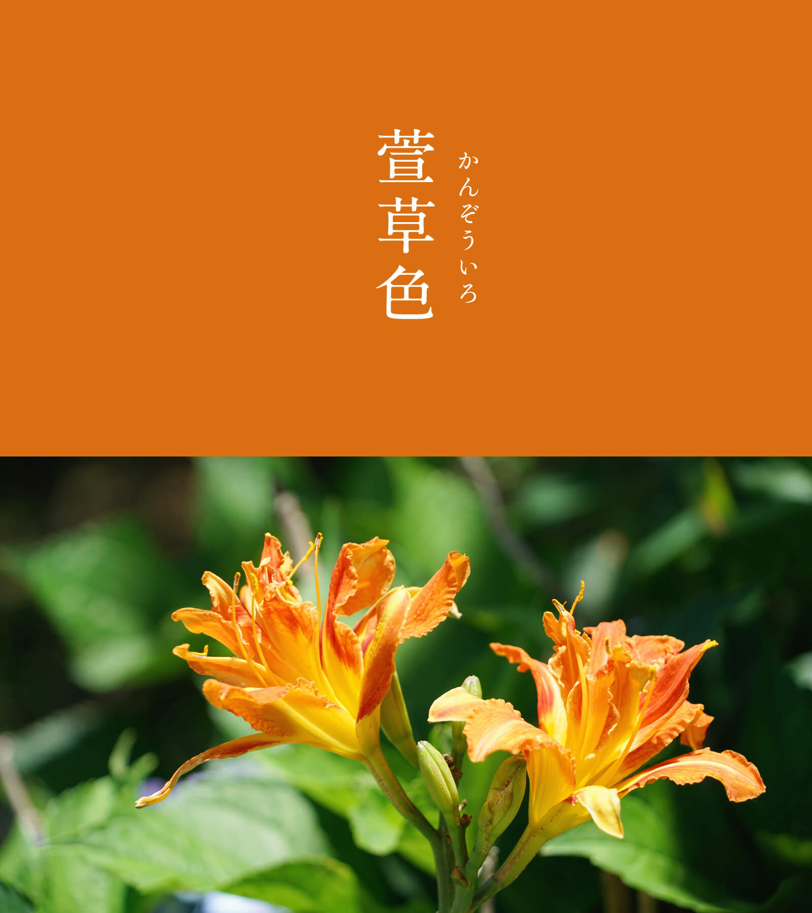 暦生活 こよみせいかつ 10周年 萱草色 かんぞういろ にっぽんのいろ 萱草の花びらのような橙色です 咲いて一日で萎む萱草の儚さが 凶色 とのイメージを与え 平安時代には喪に服す際の着物の色に使われました その一方で 憂いを忘れる