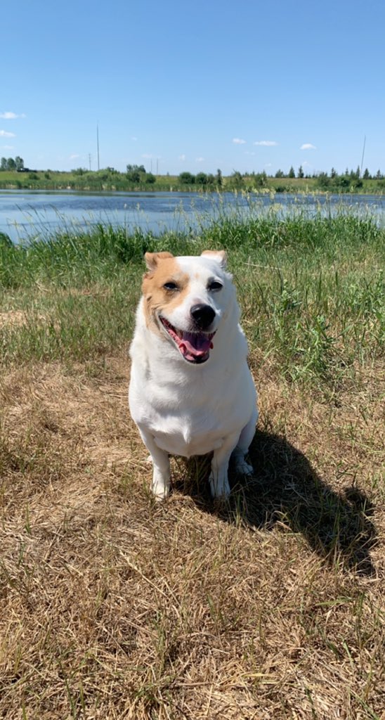 simhaup1's tweet image. Coco was rescued from a small reservation in AB. We’ve had her since she was a baby and wouldn’t have it any other way. #RescueDogs #PVCastingCall2021 @petvalu
