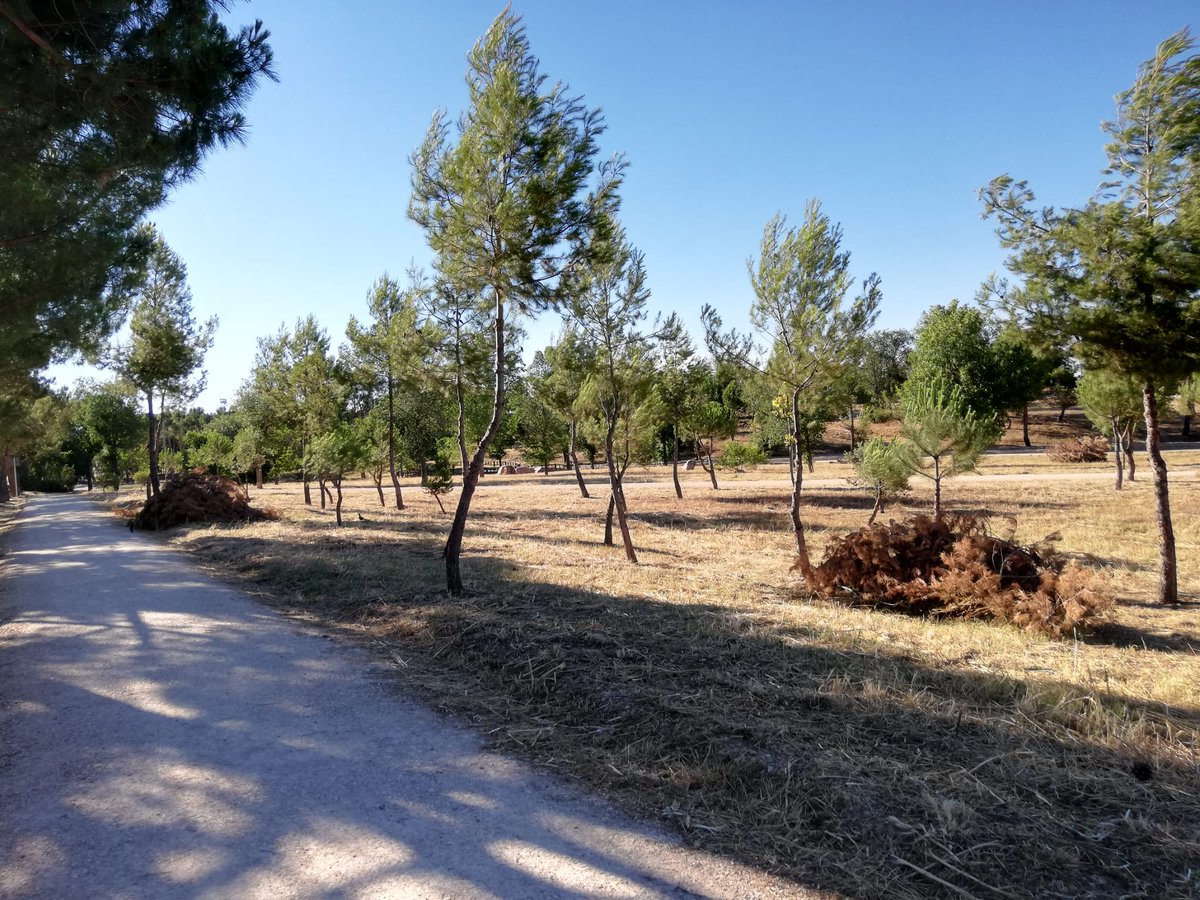 AVVicalvaro's tweet photo. Montones de madera seca por muchas zonas del Parque Forestal de #Vicálvaro en pleno mes de julio con lo peligroso que es. 🔥🔥

7️⃣ meses no han sido suficientes para limpiar y reparar los daños de la #TormentaFilomena.

Mucha dejadez municipal y muy poca #PolíticaÚtil. Triste. https://t.co/2oOKaZ08ps