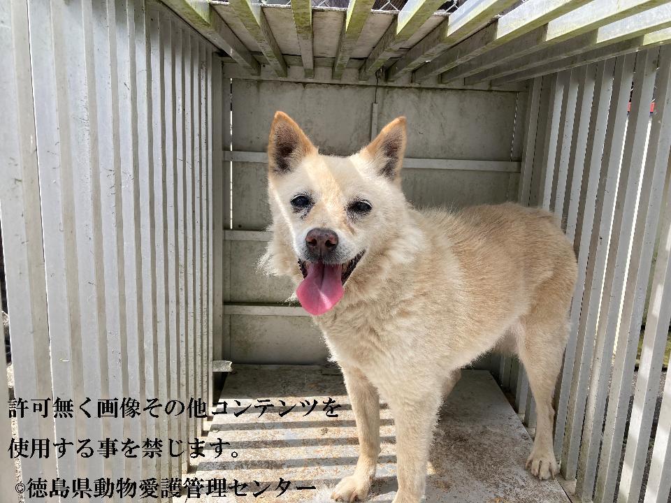 カヲル V Twitter 徳島県動物管理センター 期限 7月25日 No ワクチン ๑ ㅂ و 性別 女 年齢推定 中齢 犬種 雑種犬 体格 小 中 毛色 白薄茶 収容月日場所 7 5 板野郡板野町 首輪なし 迷子犬 徳島県 板野郡 板野町 雑種犬 保健所
