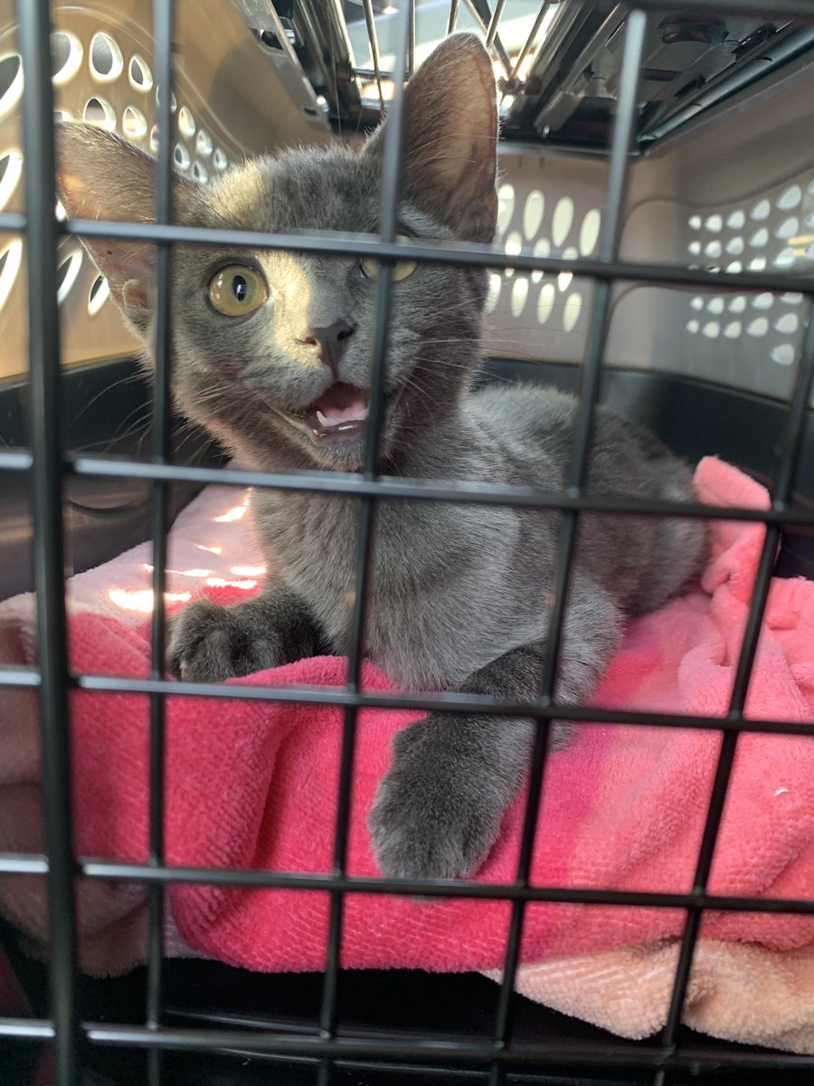 BlueLuCat's tweet photo. Guys! I got put in jail! No trial or nuffin! I thought this was Merica. 🇺🇸 #CatsofTwittter #FreeLu #JusticeforLu https://t.co/9UcJB9KDS0