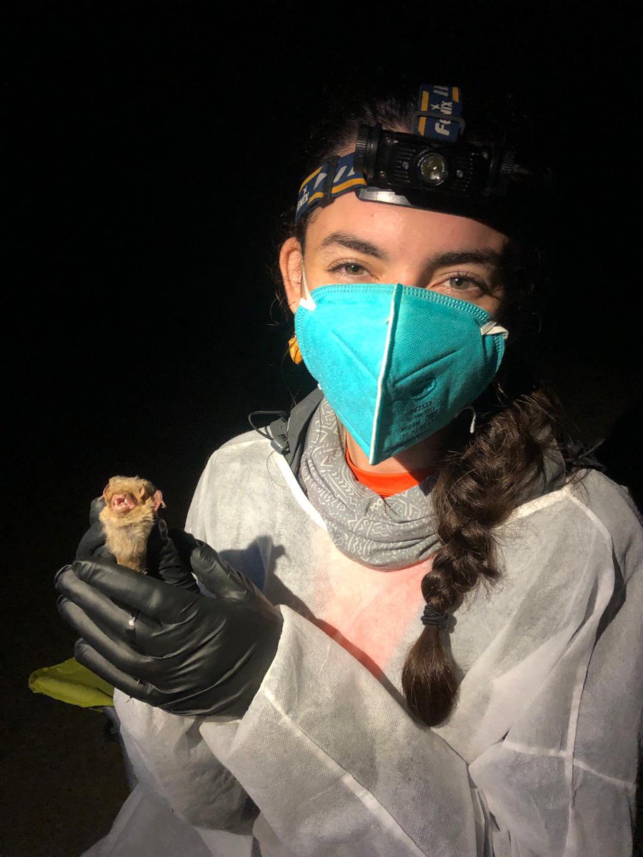 First time catching a #northernyellowbat calls for a picture! This was our first catch of the night and I don’t doubt for a second my earrings brought us the good luck 😉🦇💛 (Finally a species other than #eveningbats!😅) Isn’t he just the cutest mini lion #bat? 🦁🦇