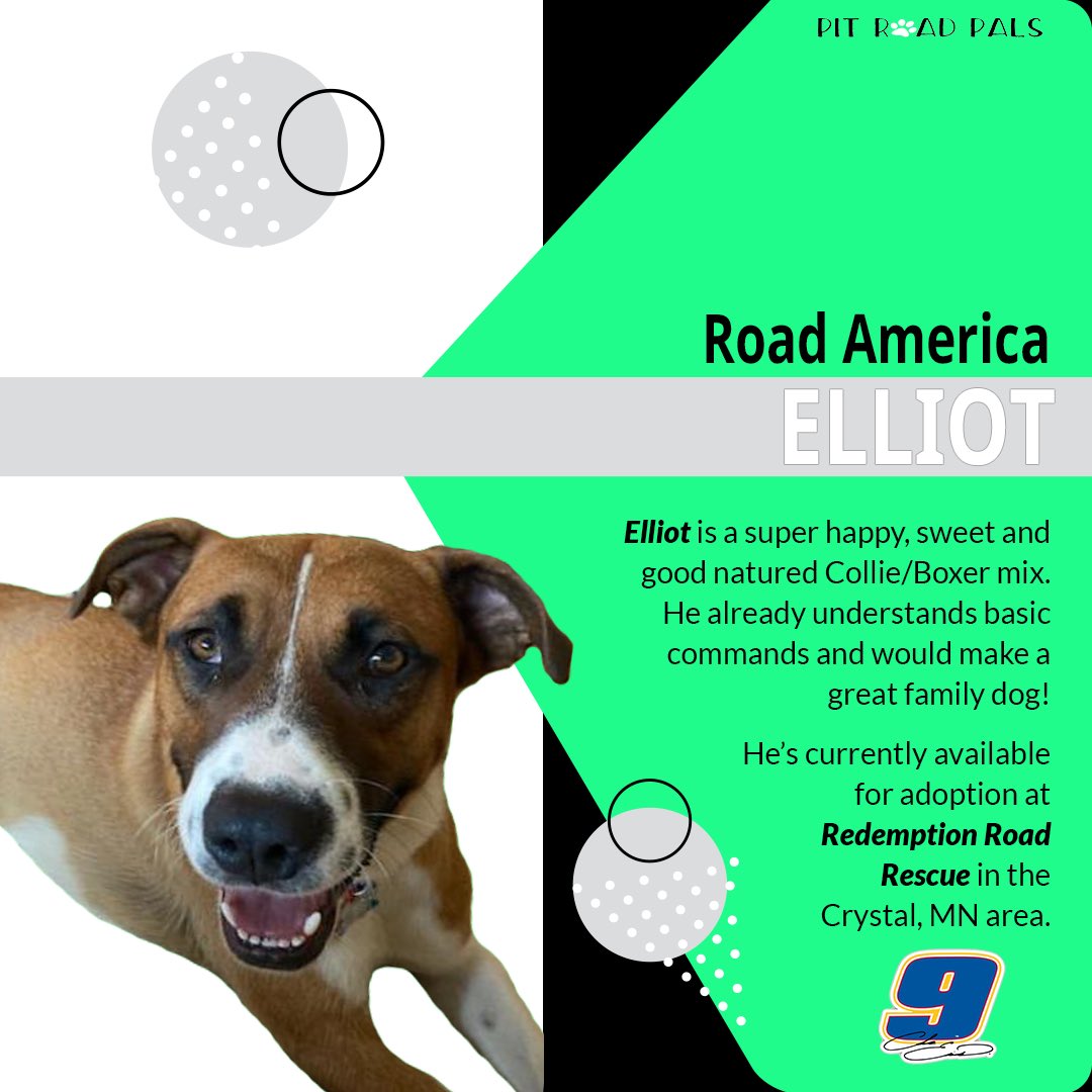 Road America “Vic-Furry Lane”! 🏁

<a href="/chaseelliott/">Chase Elliott</a> captured the checkers <a href="/roadamerica/">Road America</a> in the <a href="/NASCAR/">NASCAR</a> race on the 4th of July! 

Furry Elliot is looking to capture the hearts of a family! He’s available <a href="/redemption_inc/">Redemption Road Rescue, Inc. (Minnesota)</a>!

petfinder.com/dog/elliot-519… 

#pedaldownforpets #NASCAR #petfinder