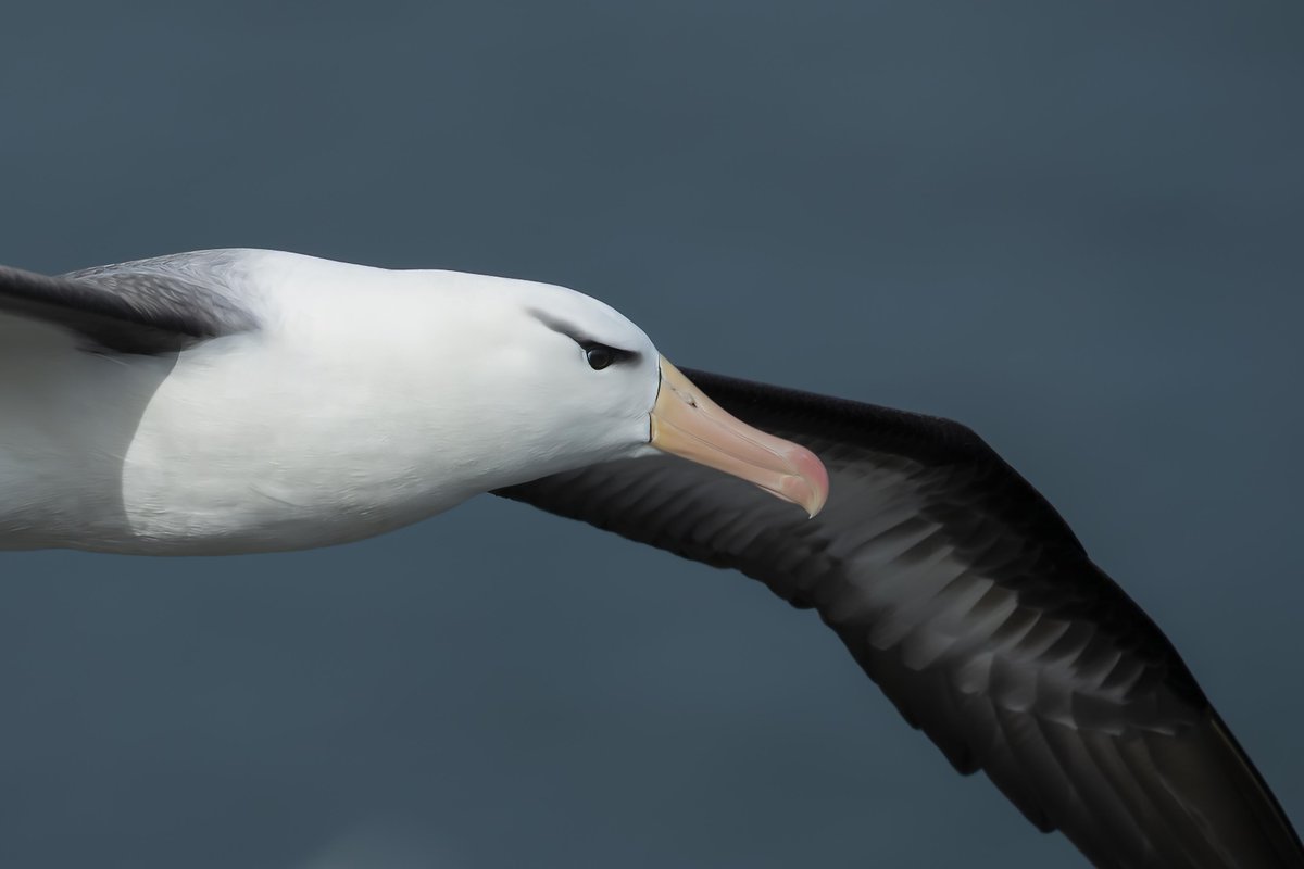 A couple more from yesterday's encounter. Black-browed Albatross <a href="/Bempton_Cliffs/">RSPB Bempton Cliffs</a> @JJ_Johnson92 <a href="/RareBirdAlertUK/">RareBirdAlertUK</a> <a href="/BirdGuides/">BirdGuides</a> <a href="/Britnatureguide/">The British Nature Guide</a>