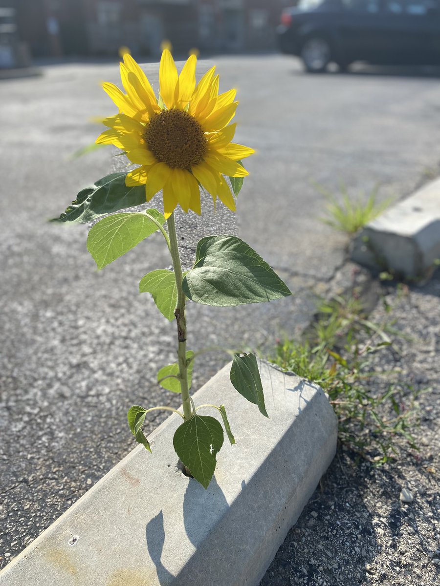 It’s not quite as inspirational as the 57th Street corn stalk in Sioux Falls, but parking lot sunflower in Madison is also a real gem.