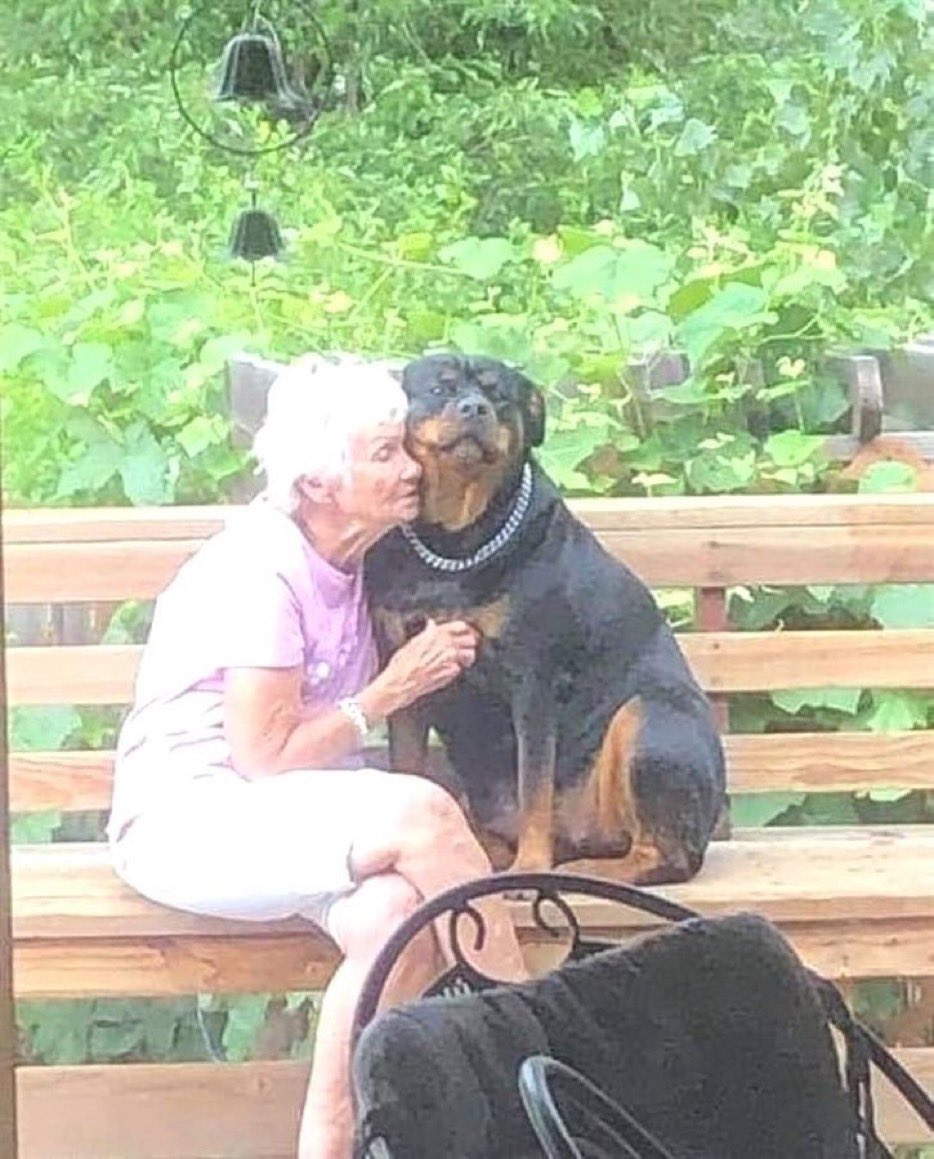 out of context dogs (@contextdogs) on Twitter photo 
