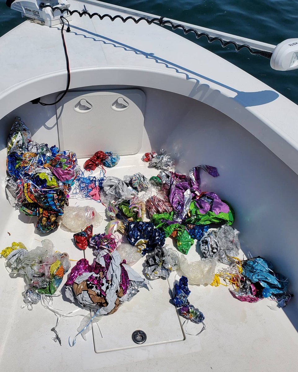 ChrisCrispies's tweet photo. I found a small sea turtle entangled in a balloon and exhausted from dragging it around today.  Got the strings off it and it tried to dart away but came right back up for a breath and just stayed there. Graduation party balloon season is in full swing.  #deepballoonchallenge https://t.co/zU7yWIj9Ou