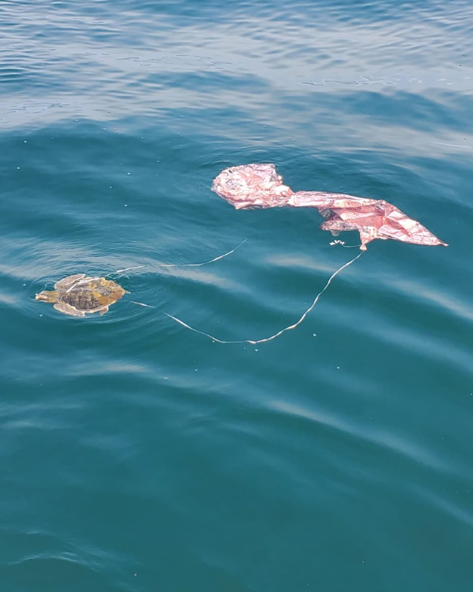 ChrisCrispies's tweet photo. I found a small sea turtle entangled in a balloon and exhausted from dragging it around today.  Got the strings off it and it tried to dart away but came right back up for a breath and just stayed there. Graduation party balloon season is in full swing.  #deepballoonchallenge https://t.co/zU7yWIj9Ou
