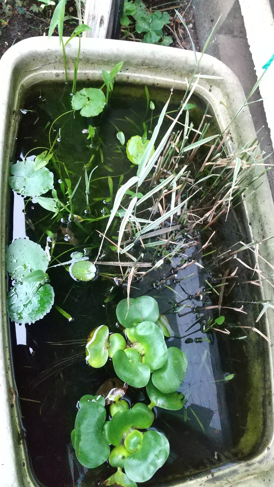 水生植物 Twitter Search Twitter