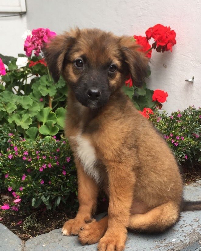Osito sigue en adopción, el último de los hermanitos, no lo dejemos solo, ayúdame a encontrar a su familia ideal. Tiene 4 meses, será mediano. Si no puedes adoptar, comparte esta publicación. 

#AdoptaSinPretextos.