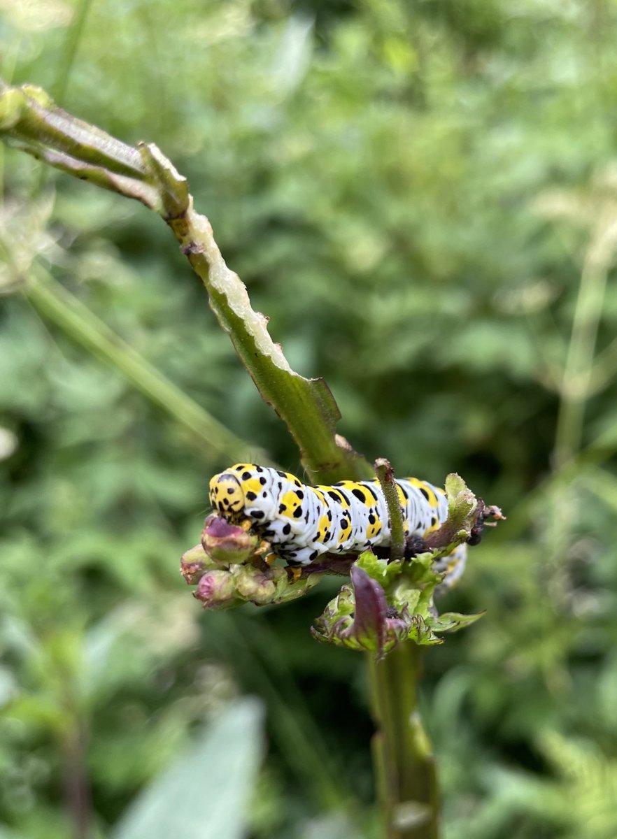HothamBerryman's tweet photo. EYFS: 🐛🟡⚪️⚫️🐛Look at the crazy caterpillars I came across. They were all happily munching the leaves and stems of a plant. 🪴 Apparently they will turn into mullein moths after pupating in the soil! @HothamMsWalker @HothamEYFS @Miss_A_Campbell @HothamMrsB #hothamprimary https://t.co/0oRHI5GHvY