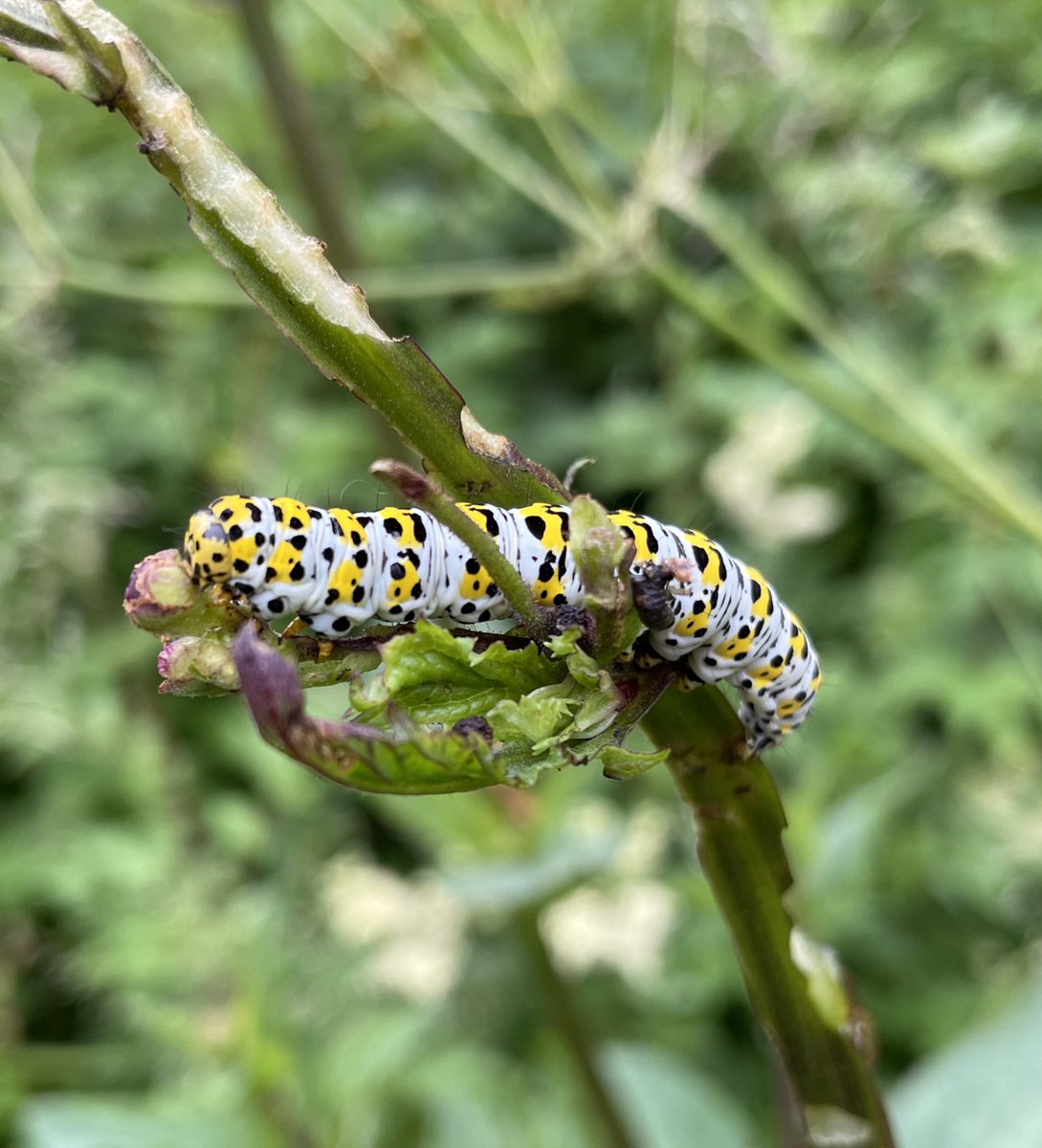 HothamBerryman's tweet photo. EYFS: 🐛🟡⚪️⚫️🐛Look at the crazy caterpillars I came across. They were all happily munching the leaves and stems of a plant. 🪴 Apparently they will turn into mullein moths after pupating in the soil! @HothamMsWalker @HothamEYFS @Miss_A_Campbell @HothamMrsB #hothamprimary https://t.co/0oRHI5GHvY