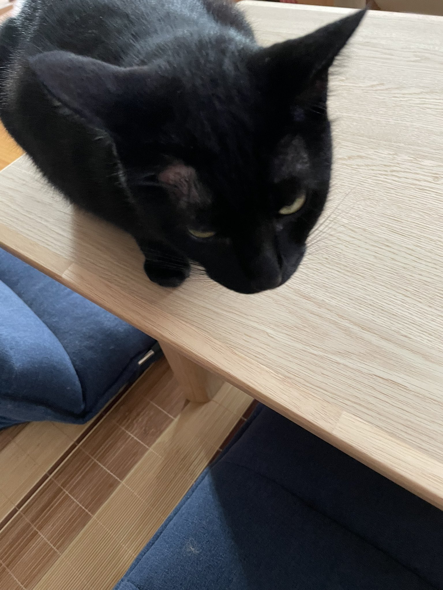 にゃお Lovely4cats Twitter