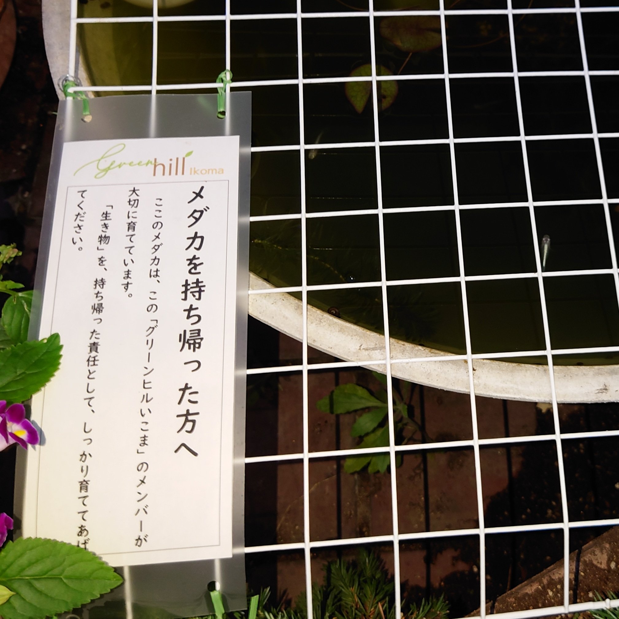 かぼす ツバメの観察で先月まで寄っていた グリーンヒルいこま で メダカの盗難があったらしい しかも網をかけた翌日にはプランターから花を引き抜かれる被害も ばっちりカメラに撮られてるのに非常識な事をする人が多い とりあえず犯人の家が毛虫