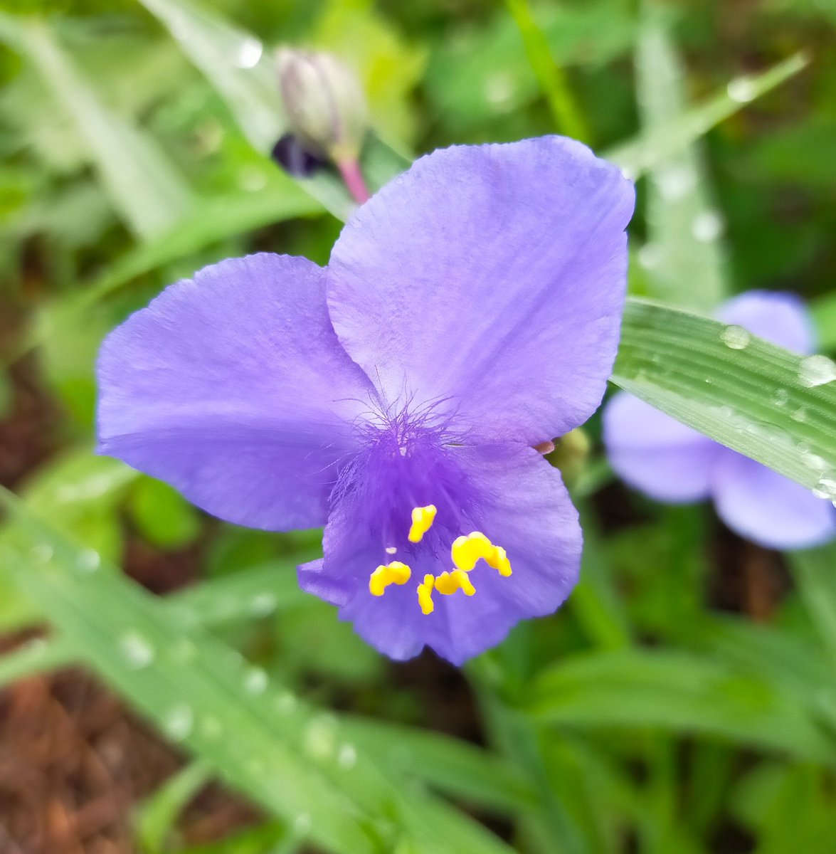 つゆくさ - Search / X