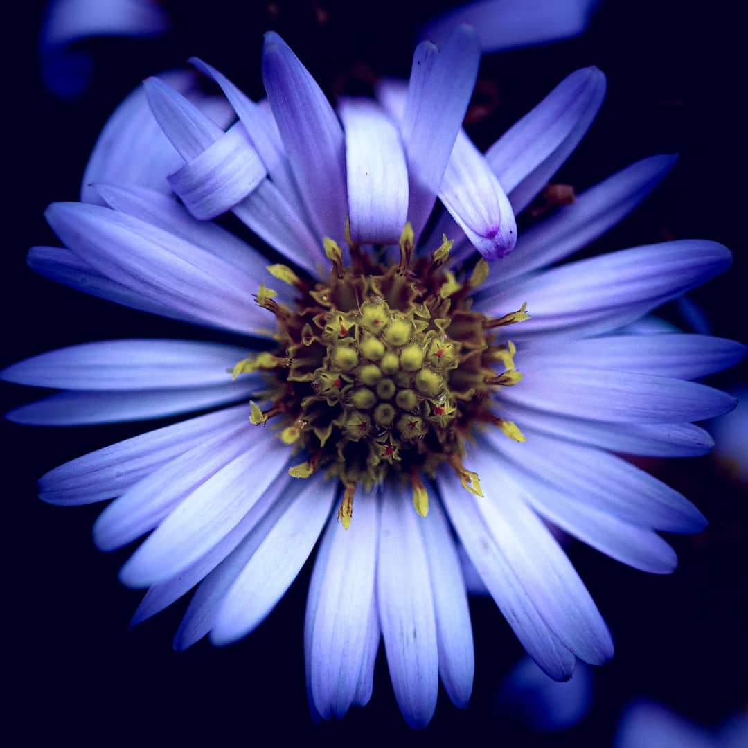 ernest20photos's tweet photo. #gardenflowers #upclose series #flowerphotography #macrophotography #photography #fineartmacro #fineartphotography #creativemacro https://t.co/c4Ey0QRSgI