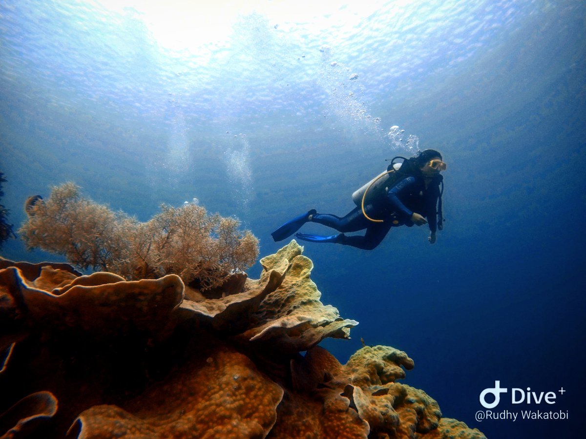 Rudhy_wakatobi's tweet image. Vitamin sea (C) is the covid cure🤭🤗👌💪🤟
Good morning.stay safe and healthy

#wakatobidivingholiday #goprohero4 #divecourse #scuba #scubadiving #dive #diving #divetrip #underwater