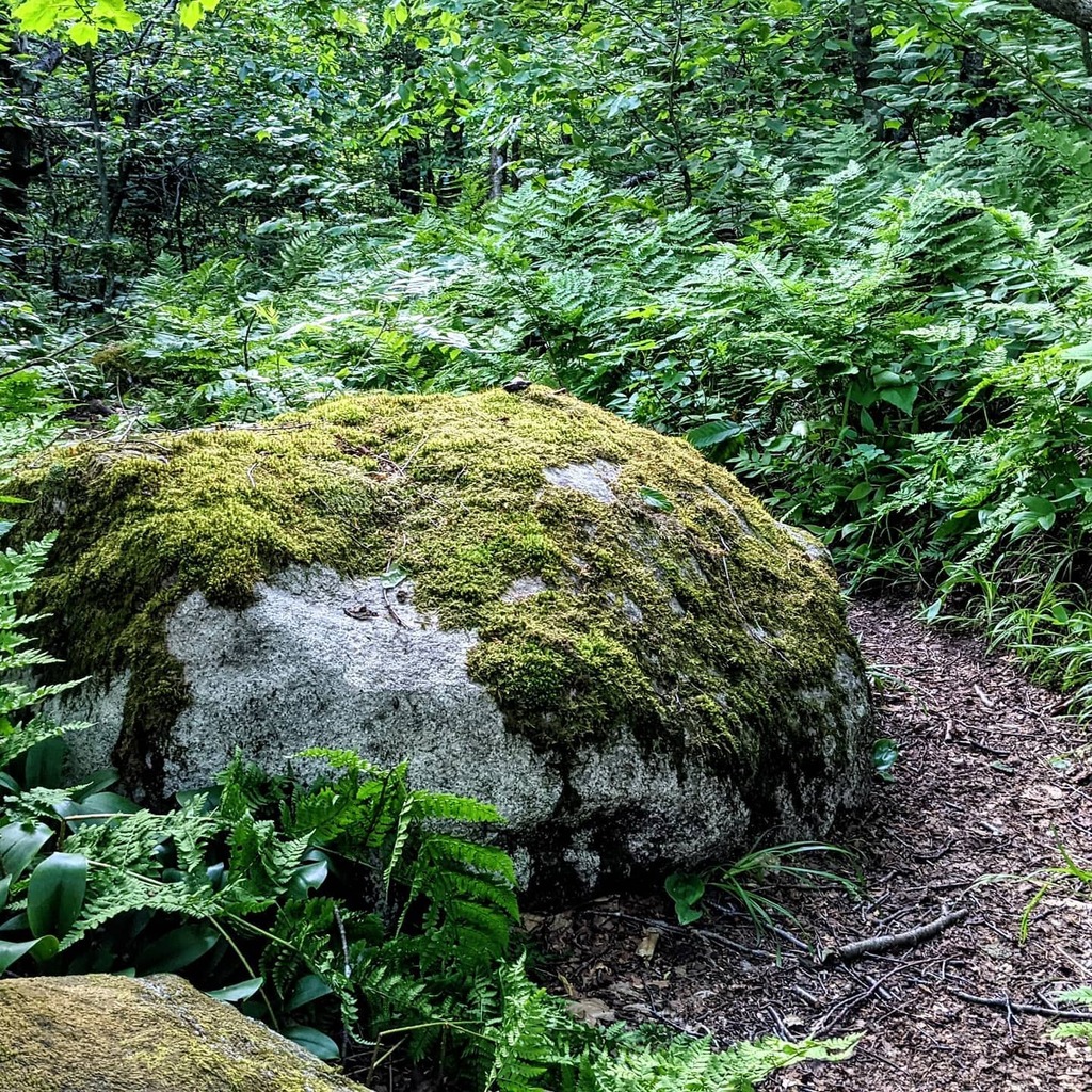 kurtzitzelman's tweet photo. The beauty of the Green Mountain National Forest on full display. Happy #mossmonday
#hike #moss #rocks #fern #forest #outdoors #explore #hikevibes #mossy #rocksofinstagram #outdoorlife #exploreeverything #neverstopexploring #gooutsideanddosomething #go… https://t.co/yM4fJIKBfK https://t.co/bgBTauNnMZ