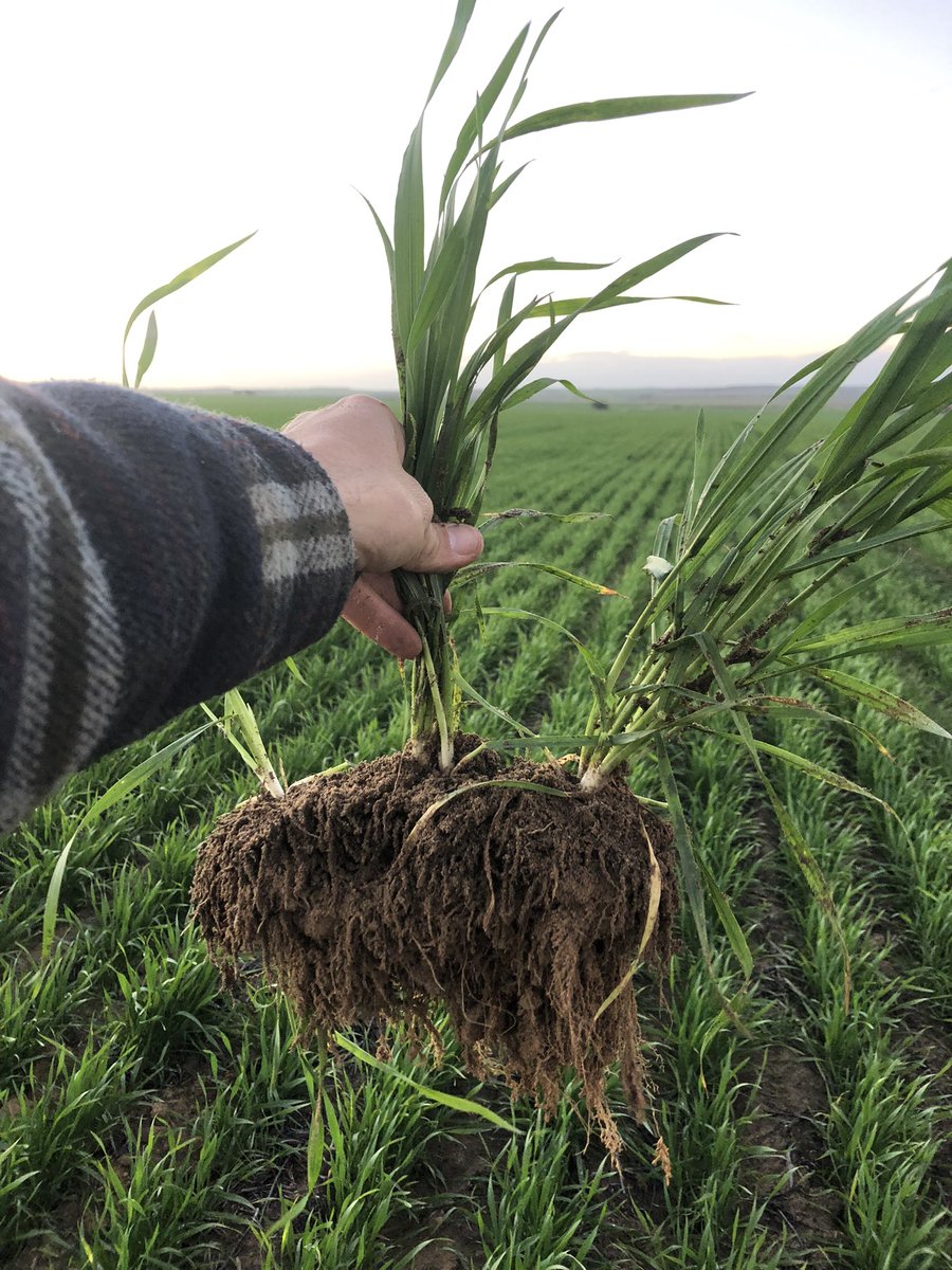 First year with a deep ripping program. I’ve never had root systems so happy.