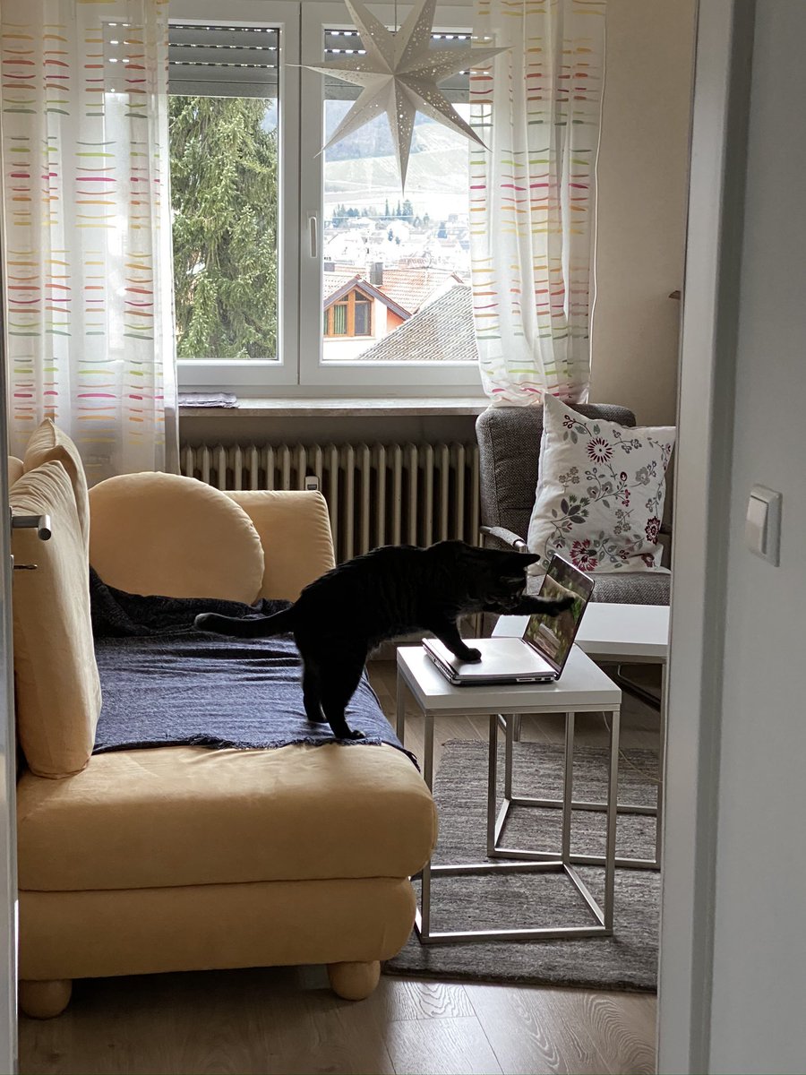 Berniverse42's tweet photo. #catwork #wildmonday #Caturday https://t.co/J8PsMSBMWc