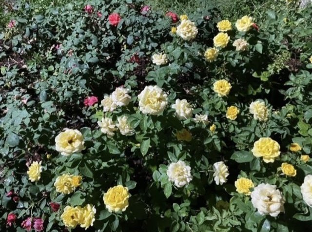 these spot the differences are getting realllyyy hard