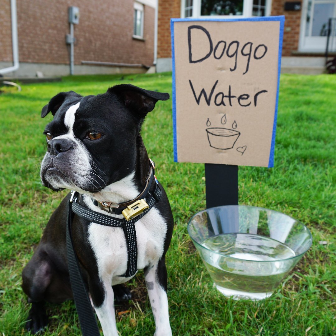 GarytheGremlin's tweet photo. "I'm on da luk owt fur frends dat need a drink 2day! I aksed mi hooman 2 set dis up heer drinkin' bowl in case sumwun getz 2 hawt on dere walk. If u get lots ov doggos dat walk by ur howse, mabbe u can share a drinkin' bowl 2!?" - Gary the 💧🧊♥️🐾 Gremlin https://t.co/GXVxupKfZz