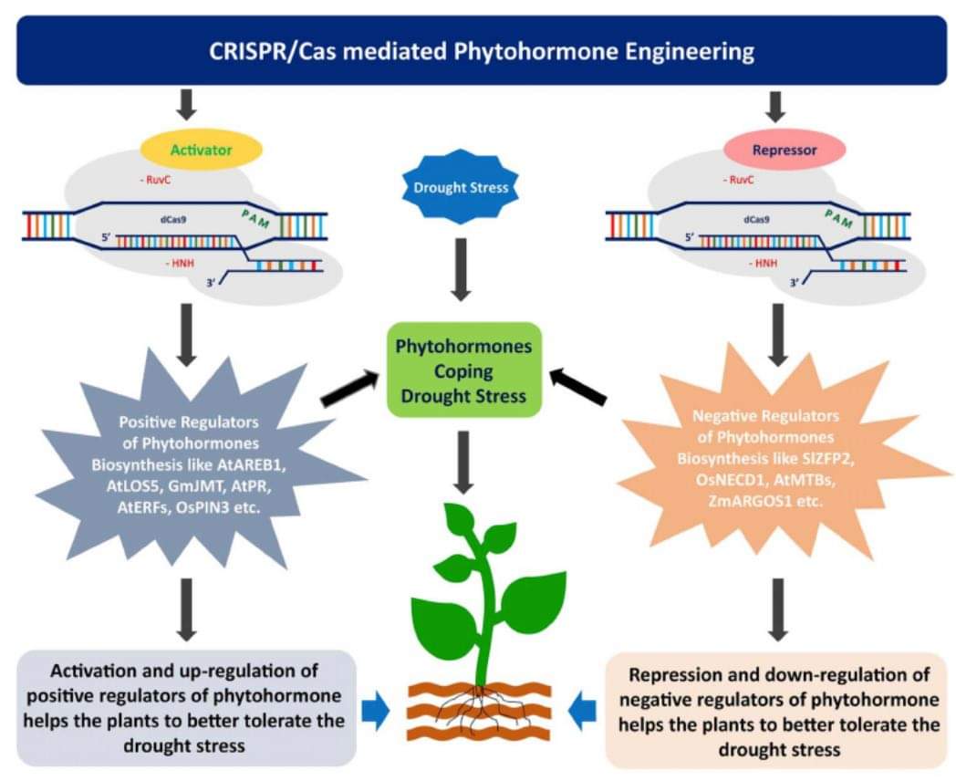 Nature Plants Impact Factor Plants BP