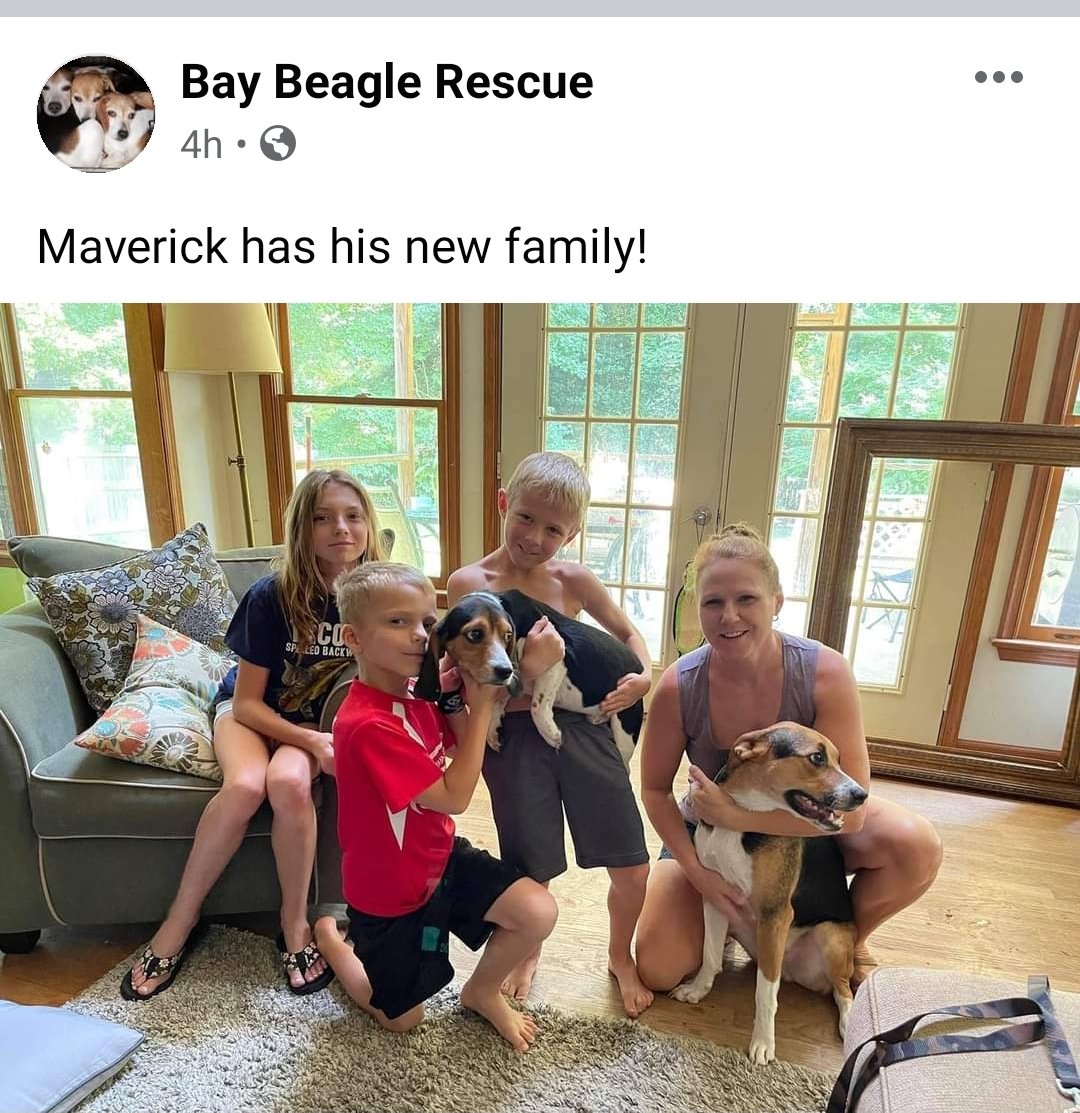#AdoptDontShop 
#beagle