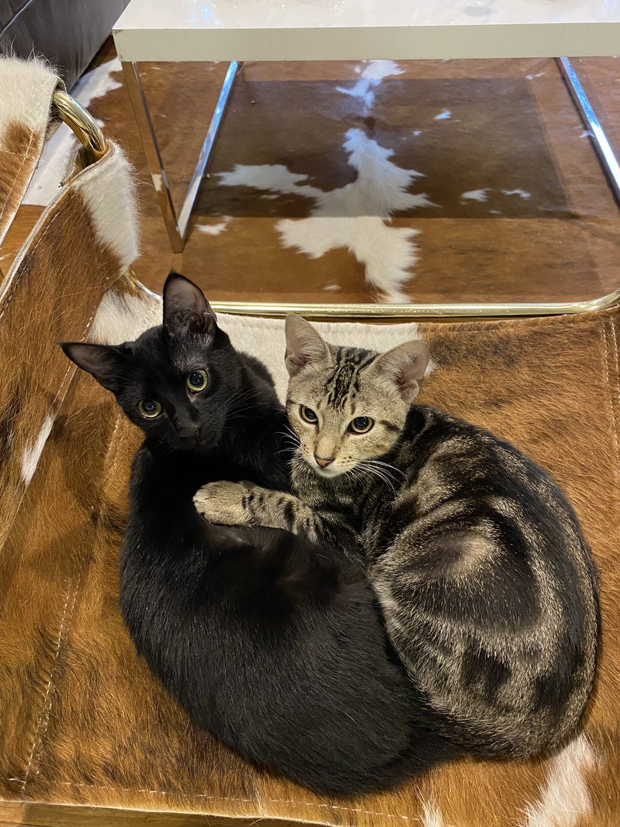 LauraOlayaM's tweet photo. @KaterinaMartina Son lo más lindo que tengo ♥️🐈🐈‍⬛ nosotros adoptamos dos y nos cambió la vida… https://t.co/Pznn1JkKEs