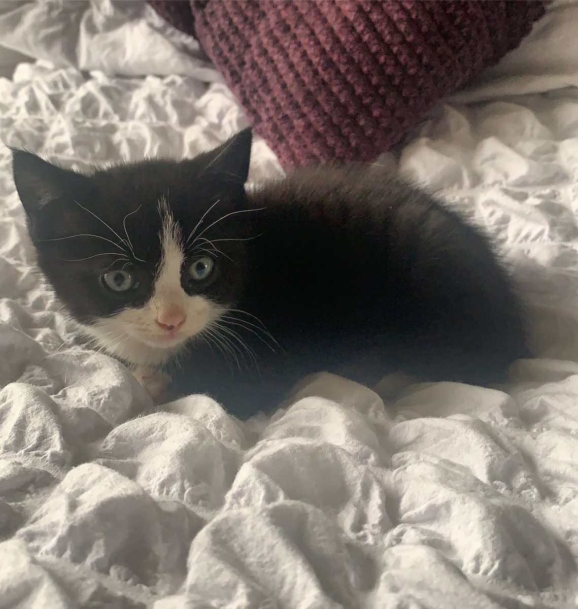 EmmaLouOliver's tweet photo. Is he not the cutest thing EVER! https://t.co/hmY8Wew7et