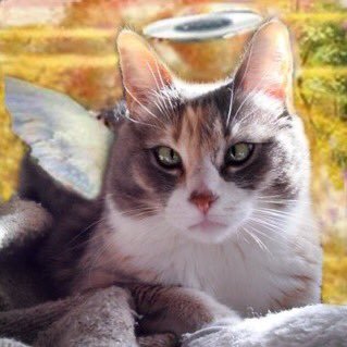 Everyone!

 RT <a href="/MundarePeggy/">Angel Peggy dog</a>: There will be an escort flight for Pearl <a href="/TinyPearlCat/">@Tiny Angel Pearl</a> on Saturday July 10th at 8 pm UK (3 pm EDT)
#TheAviators #Nipclub
please RT