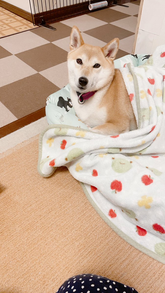 わんこ脳内メーカー