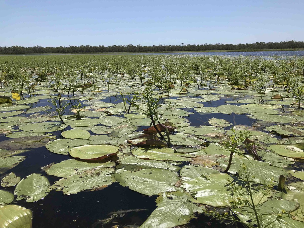 Hotspots for algal growth in a tropical river floodplain

Why algal productivity is so important, how it can be measured at large scales, and why this is important for the conservation of these threatened ecosystems.

bit.ly/3asZxkf