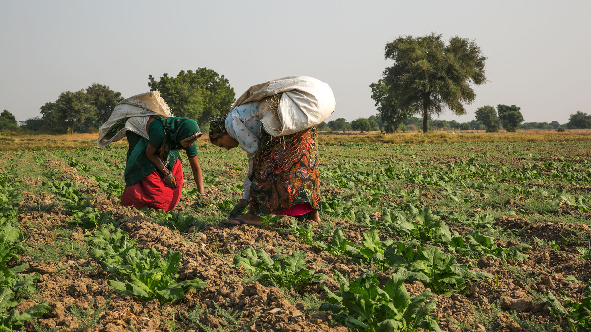 UNDRR's tweet image. These underprivileged female farmers in India are using a new technology to convert a #drought crisis into an opportunity 💧

#ClimateWeekAP bit.ly/365B96o