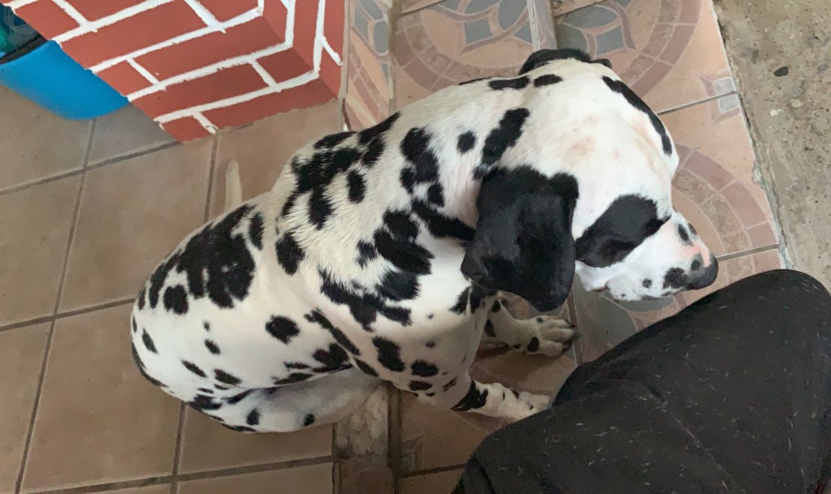 Gsplitz's tweet image. This little guy walked up to my porch and does not want to leave.  please help me find the owner. Such a sweet beautiful 🐶