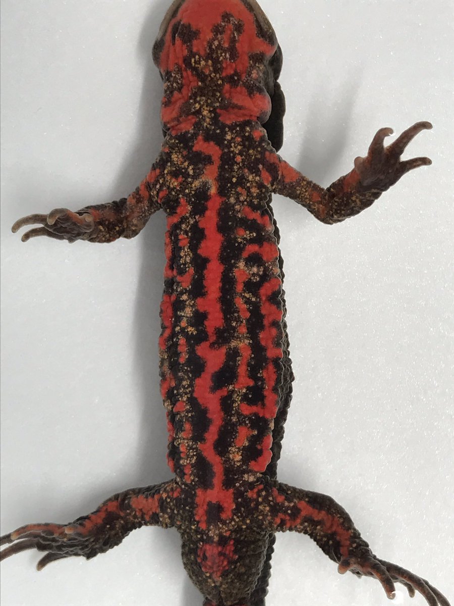 Natchan ハコネの人 Yoshitriton Twitter