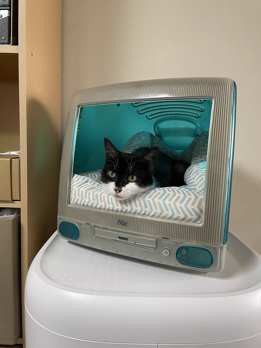あらま！にゃんとも素晴らしいiMacのリサイクルのあり方ｗ猫ちゃんもお気に入り