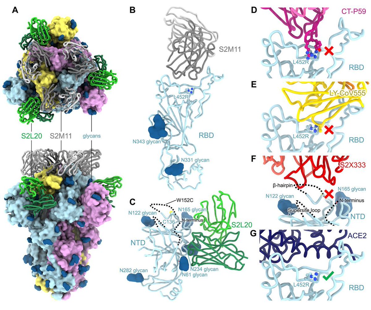 The epsilon variant of #SARSCoV2, first detected California, carries three spike protein mutations that confer resistance to neutralizing antibodies generated by mRNA vaccines or by #SARSCoV2 infection, according to new research in Science. fcld.ly/luev9bg