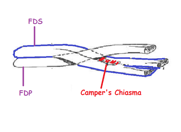 drhiteshg's tweet photo. Camper's Chiasma is named after, Petrus Camper (1722–1789) Professor of Anatomy at the University of Franeker, Amsterdam, NL. It belongs to Zone 2 of flexor tendons
#usmle #neet #fracs #frcsorth #frcsc #msorth #dnborth #frcsc #oite #FOAMed #orthotwitter #medtwitter https://t.co/pjqvxOzNQB